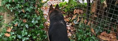 security guards dog handlers basingstoke